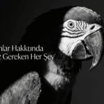 Papağanlar Hakkında Bilmeniz Gereken Her Şey