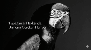 Papağanlar Hakkında Bilmeniz Gereken Her Şey