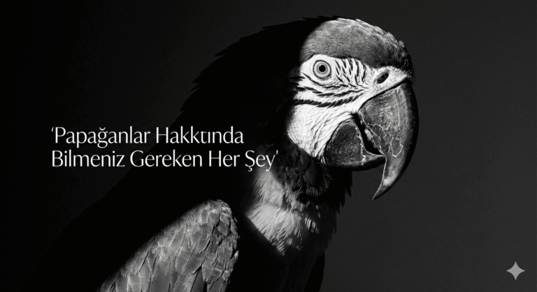 Papağanlar Hakkında Bilmeniz Gereken Her Şey
